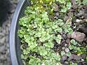 Liverworts_2 