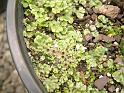 Liverworts_3 