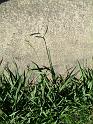 Paspalum_1