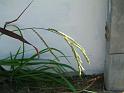 Paspalum_2 