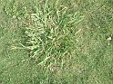 Paspalum_3 